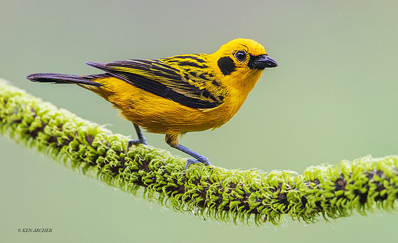 ECTR00549 - Golden Tanager
