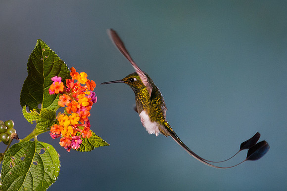 ECHB00731 Booted Racket-tail
