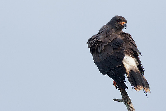ECBD00897 Snail Kite