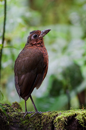 ECBD00456 Giant Antpitta