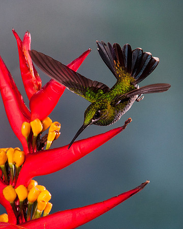 ECHB00572 Green-crowned Brilliant