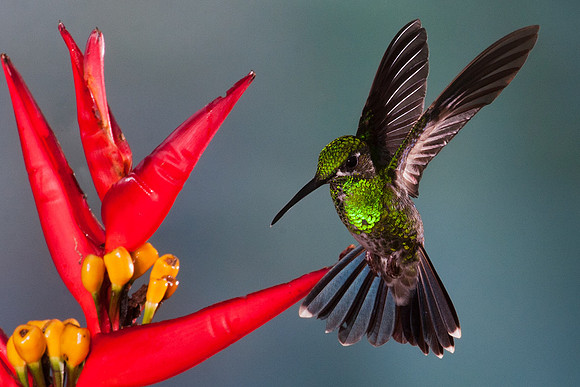 ECHB00563 Green-crowned Brilliant