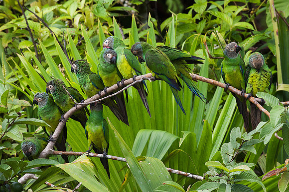ECBD01435 Dusky-headed Parakeet