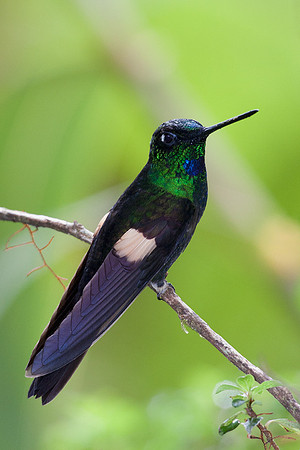 ECHB01293 Buff-winged Starfrontlet