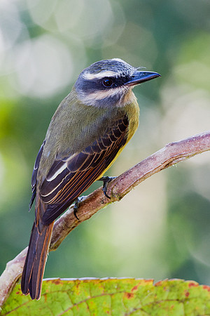 Golden-crowned Flycatcher
