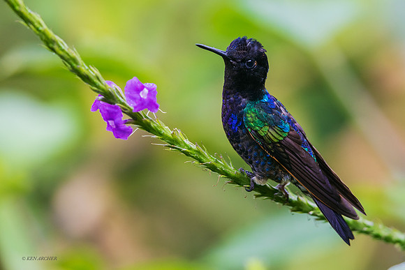 ECHB04283 - Velvet-purple Coronet