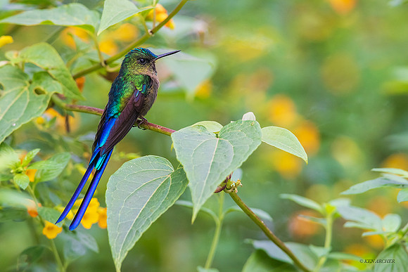 ECHB02665 - Violet-tailed Sylph Hummingbird