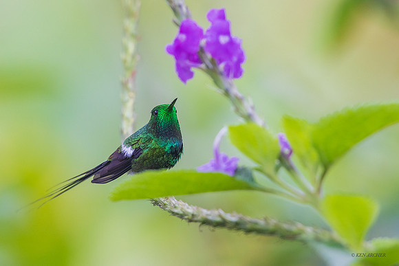 ECHB04328 - Green Thorntail