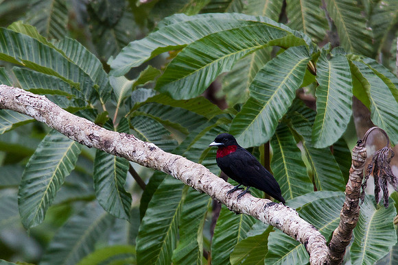 ECBD01074 Purple-throated Fruitcrow