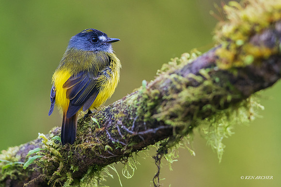 ECBD00348 - Ornate Flycatcher