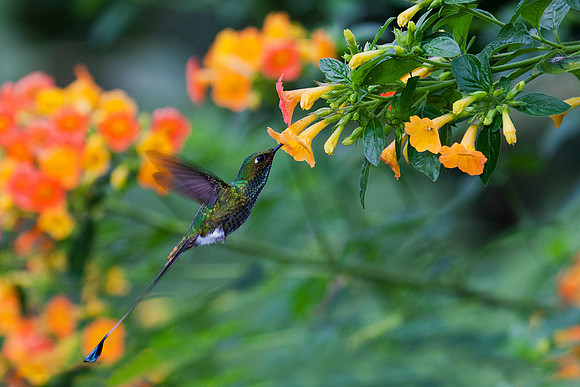 ECHB00213 Booted Racket-tail