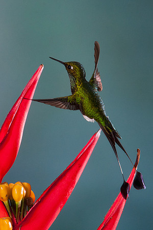 ECHB00492 Booted Racket-tail