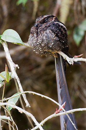 ECBD00619 Lrye-tailed Nightjar