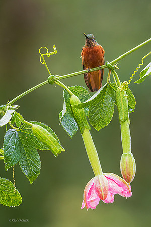 ECHB01653 - Chestnut-breasted Coronet Hummingbird