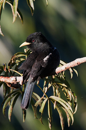 ECBD02091 Yellow-billed Nunbird