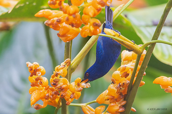 ECFP00024 -Indigo Flowerpiercer