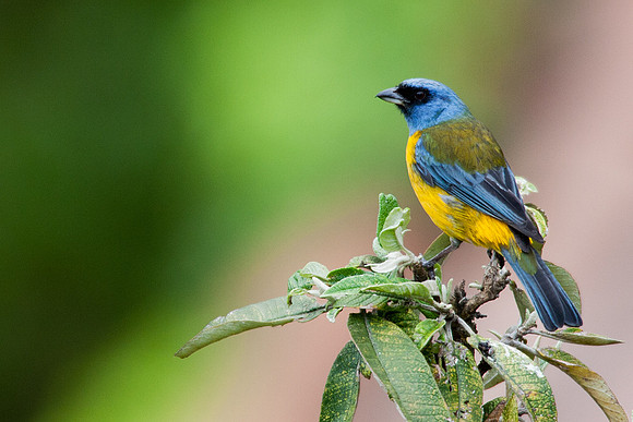 ECBD00022 Blue and Yellow Tanager