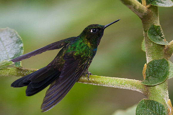 Tourmaline Sunangel
