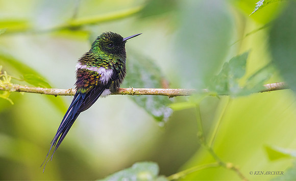 ECBD05305 - Green Thorntail Hummingbird