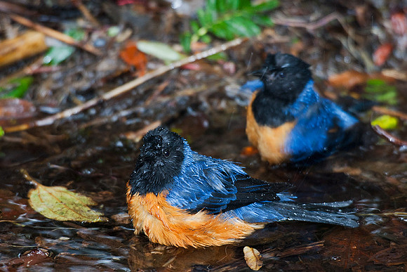 ECBD01592 Blue-backed Conebill