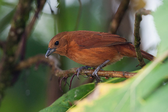 ECBD00188 White-lined Tanager