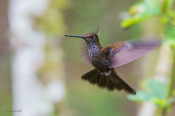 ECHB03196 - Brown Inca Hummingbird