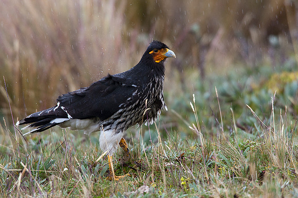 "Carunculated Caracara"