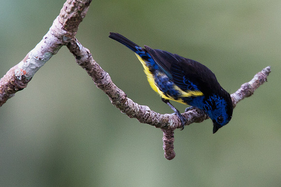 ECBD00996 Turquoise Tanager