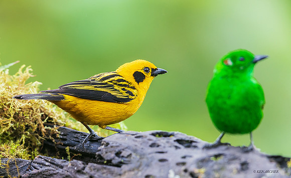 ECTR00632 - Golden Tanager