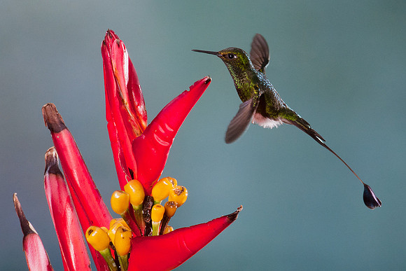 ECHB00512 Booted Racket-tail
