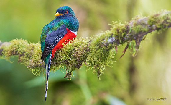 ECTN00248 - Masked Trogon