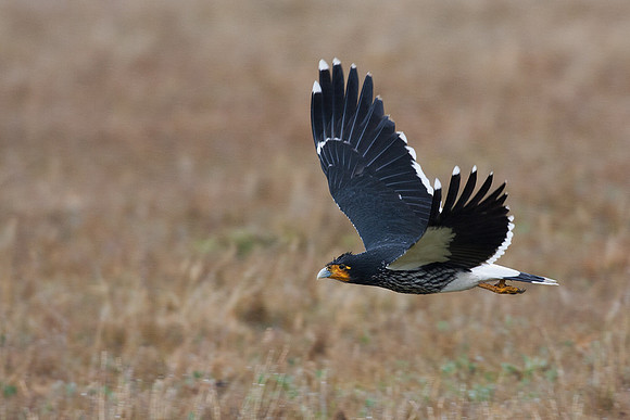 ECBD01985 Carunculated Caracara