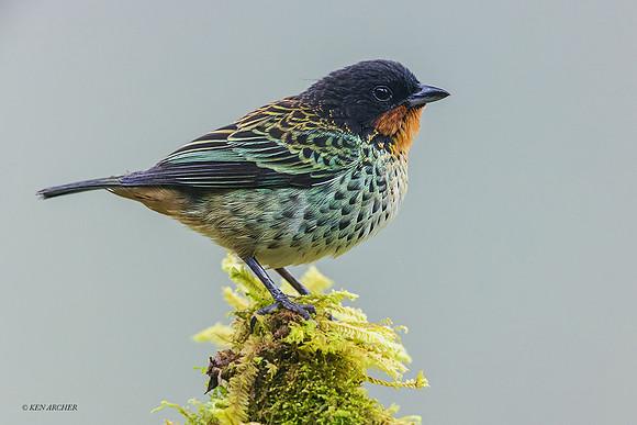 ECTR00860 - Rufous-throated Tanager