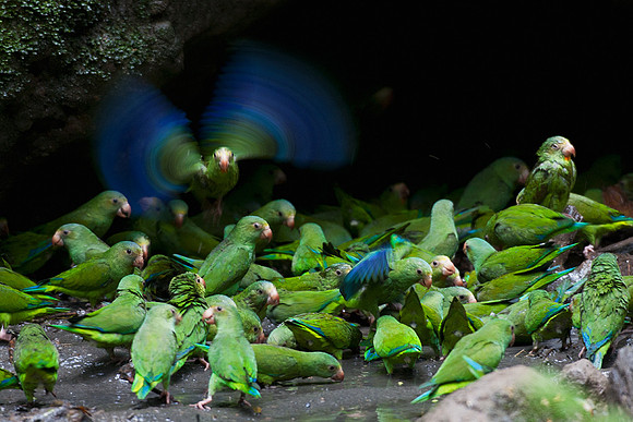 ECBD01344 Cobalt-winged Parakeet