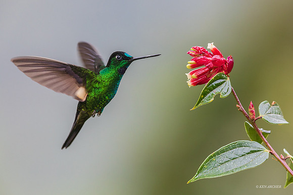 ECHB04592 - Buff-winged Starfrontlet Hummingbird