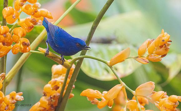 ECFP00029 - Indigo Flowerpiercer