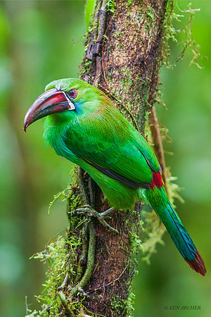 ECCT00016 - Crimson-rumped Toucanet
