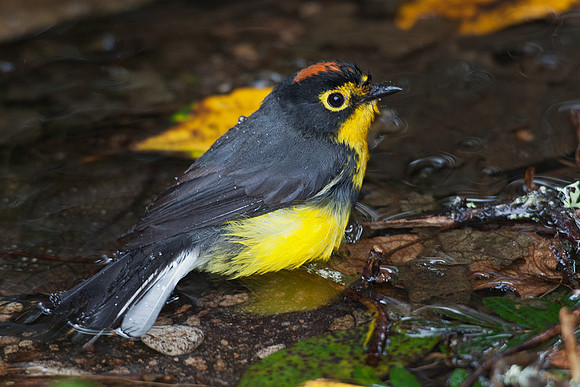 ECBD01544 Spectacled Whitestart