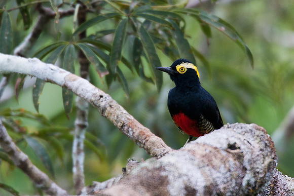 ECBD00970 Yellow-tufted Woodpecker