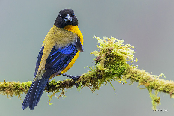 ECTR00874 - Black-chinned Tanager