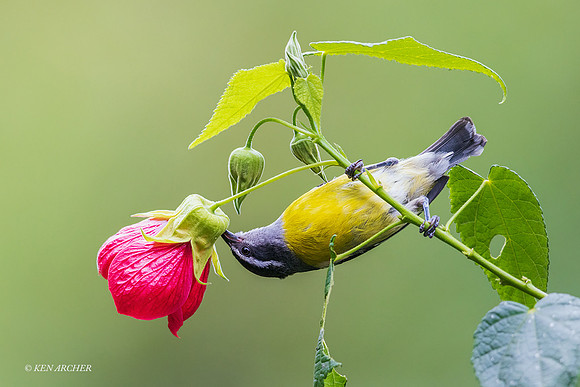 ECBD00384 - Bananaquit