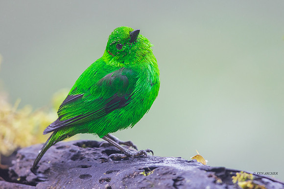 ECTR00985- Glistening-green Tanager