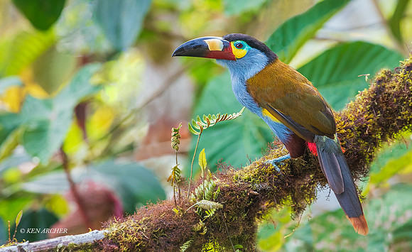 ECTN00249 - Plate-billed Mountain-Toucan