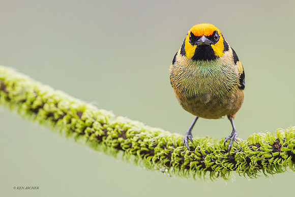 ECTR00579 - Flame-faced Tanager