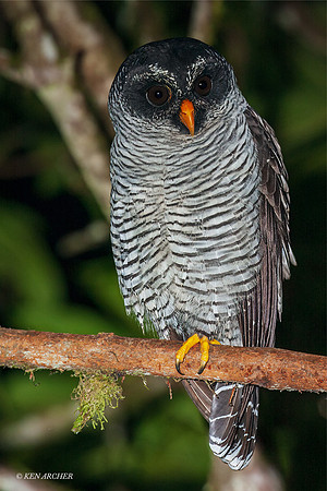 ECBP00008 - Black-and-White Owl