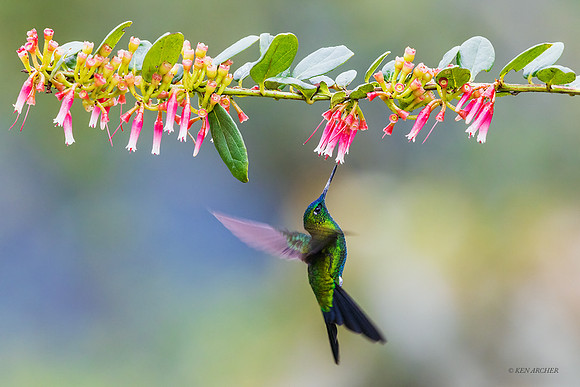 ECHB04919 - Sapphire-vented Puffleg