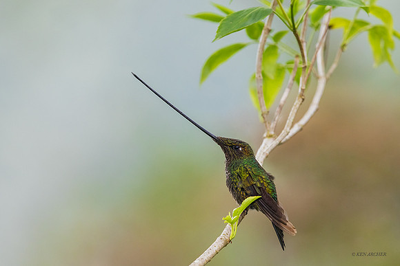 ECHB04440 - Sword-billed Hummingbird
