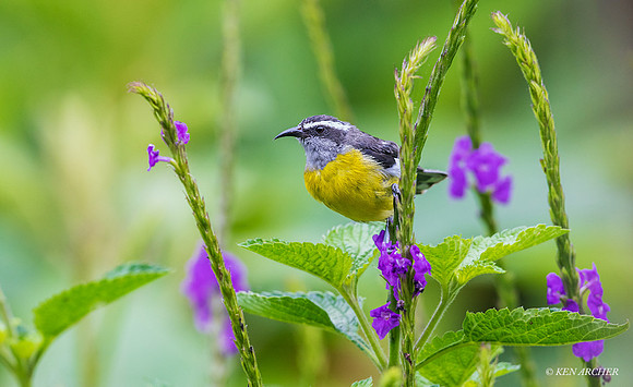 ECBD00373 - Bananaquit
