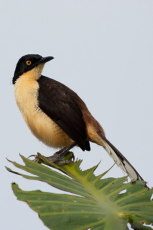 Black-capped Donacobious