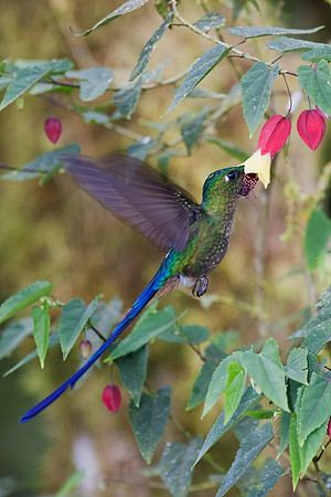 ECHB00649 Violet-tailed Sylth